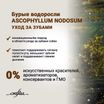 Сухой корм CRAFTIA NATURA для щенков средних и крупных пород из лосося и сельди 7 кг — фото 7